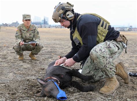 Military dog handlers hone skills in K-9 first aid exercise | Article | The United States Army