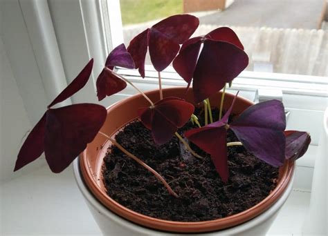 Oxalis Triangularis Care - How To Grow Purple Shamrock - Smart Garden Guide