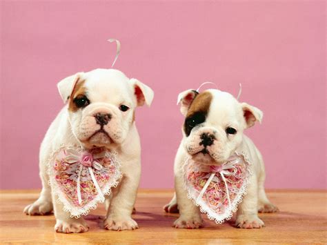 Free Puppy Valentine Wallpaper - WallpaperSafari