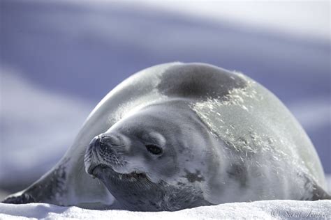 Recently we went to the Antarctic Peninsula. There we encountered this beautiful Crabeater seal ...