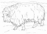 Realistic Musk Ox coloring Page  Free Printable Coloring Pages sketch template