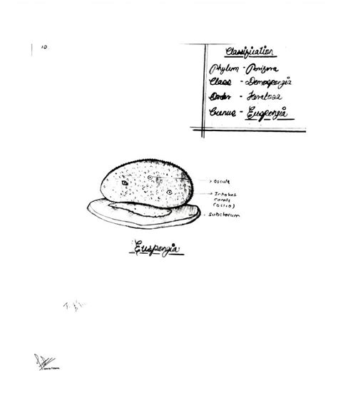 Euspongia | Diagram, Zoology, Classification