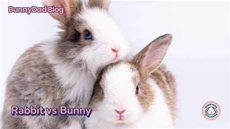 Rabbit vs Bunny – GuineaDad