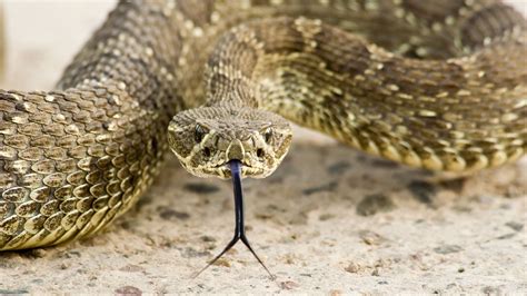 Western Diamondback Rattlesnake | ubicaciondepersonas.cdmx.gob.mx