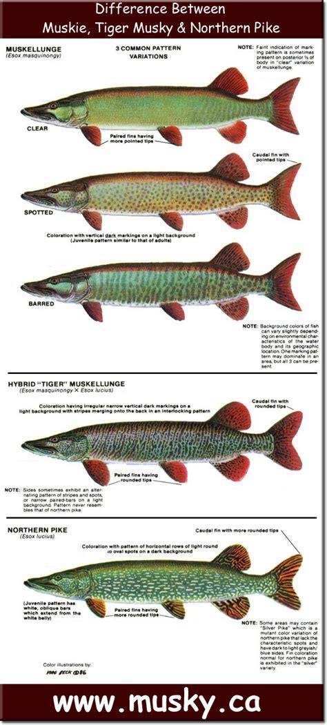 Difference Between Musky / Tiger Musky & Northern Pike