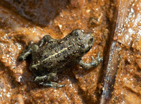 Volunteer: Record Natterjack Toads in Cumbria - Dynamic Dunescapes