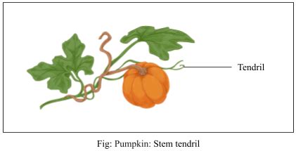 Tendrils are found in the following plants. Identify whether they are stem tendrils or leaf ...