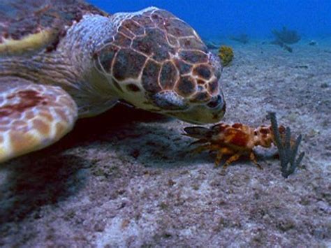 Olive Ridley Sea Turtle Facts and Pictures