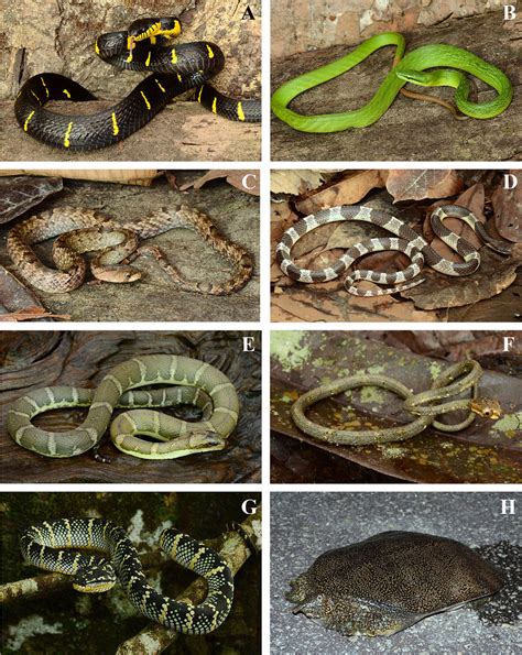 Snakes from families Colubridae, Elapidae, Homalopsidae, Pareidae, and ...