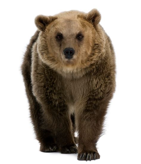 Premium Photo | Siberian brown bear