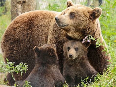 Grizzly Bear Cubs And Mother