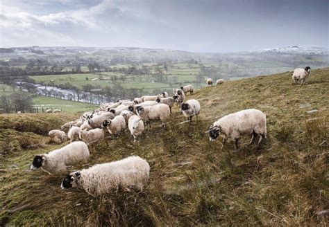 Help for dale farms despite Covid - Country Life - Teesdale Mercury