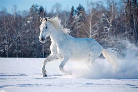 White Horse in Snow. #white #horse #snow | Horses in snow, Horses, Horse wallpaper