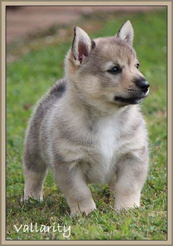 Swedish Vallhund puppy - Dogzonline Unique Dog Breeds, Rare Dog Breeds, Puppy Breeds, Cute ...