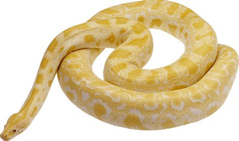 Python Snake PNG Transparent Python Snake.PNG Images. | PlusPNG