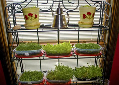 Home gardeners can grow microgreens | Mississippi State University Extension Service