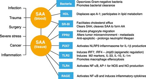 Emerging functions of serum amyloid A in inflammation - Ye - 2015 - Journal of Leukocyte Biology ...