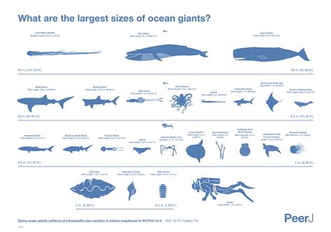 How large are the ocean’s biggest whales, squids and turtles? | UW News