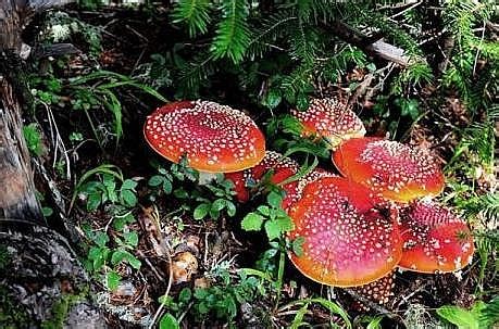 What are Decomposers, Types, Examples and Importance - Jotscroll