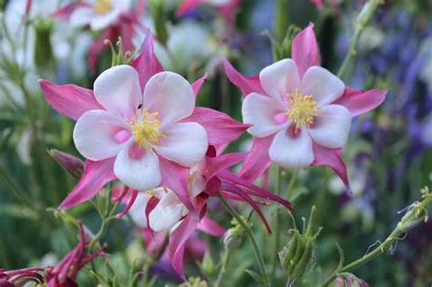 How to Grow and Care for Columbine Flowers | Gardener's Path