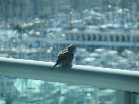 Balcony Bird on Behance