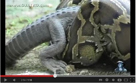 Awesome Animals blog: Snake vs Crocodile