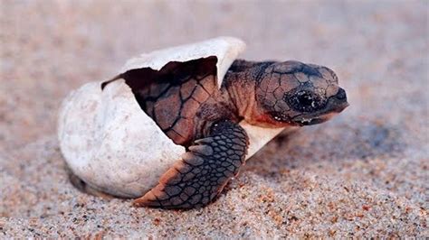 BABY TURTLE HATCHING! Cutest Baby Turtle Hatching Compilation! - YouTube