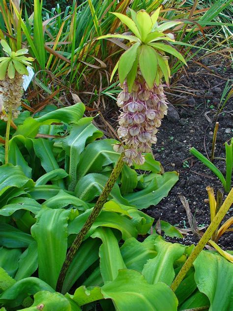 Eucomis bicolor (King's Flower, Pineapple Lily) | North Carolina Extension Gardener Plant Toolbox