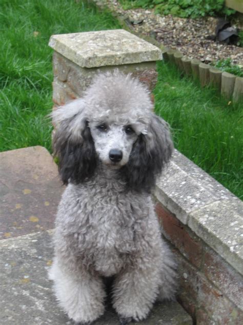 Our extended family of poodles | Poodle puppy, Cute dogs, Dog breeds