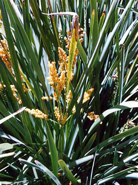 Lomandra longifolia - Botanica Nurseries