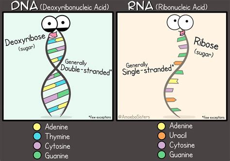 Dna And Rna Compare And Contrast