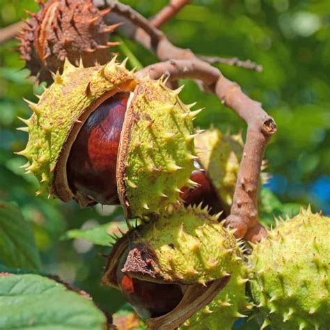 2 Horse Chestnut Seeds for Planting - Exotic Fruit Tree | Plantly