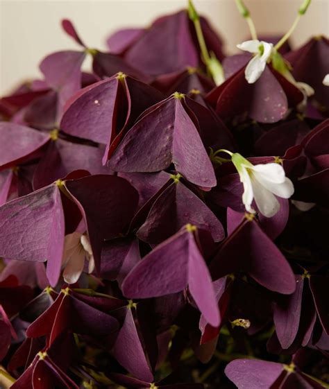 Oxalis 101: How to Care for Oxalis Plants | Bloomscape