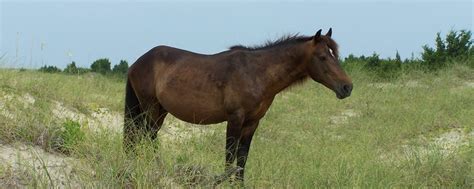 Land Preservation Initiative | Corolla Wild Horses | Corolla Wild Horse ...