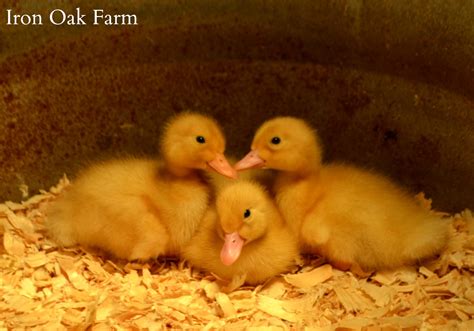 Pet Baby Ducks For Sale