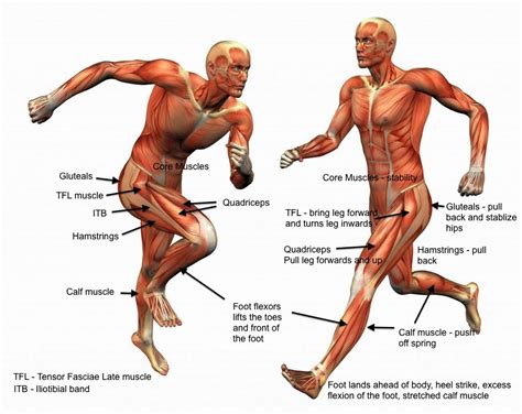 muscles used when running | Leg muscles, Muscle, Strength training for runners