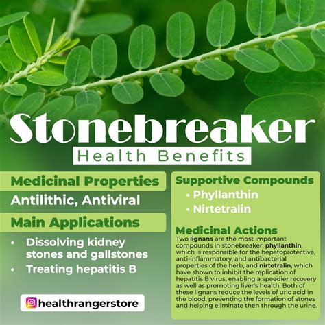 Stonebreaker Health Benefits | Health benefits, Health, Health and wellness