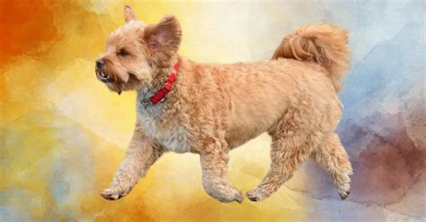 Corgipoo - Corgi Poodle Mix | PoodleHQ