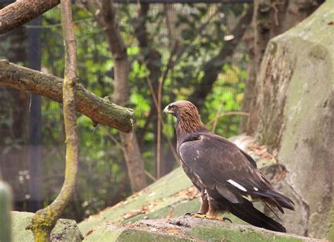 Zoológico De Chapultepec - guía turística detallada - Tips Para Tu Viaje