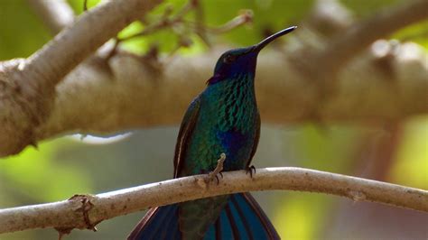 Colombian Wildlife Photos - Wild Colombia - National Geographic Channel ...