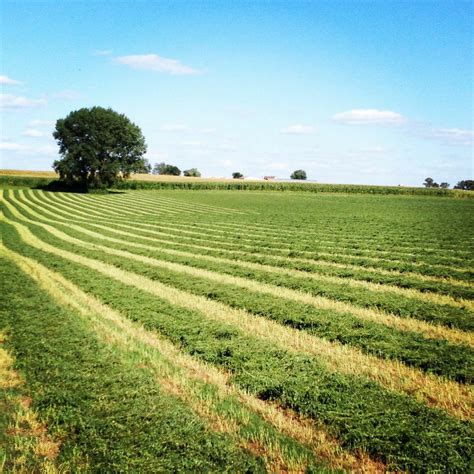 El campo Alfalfa Hay, Long Grove, Farm Field, Farm Photo, Down On The ...