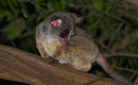 Pet trade may pose threat to bushbaby conservation