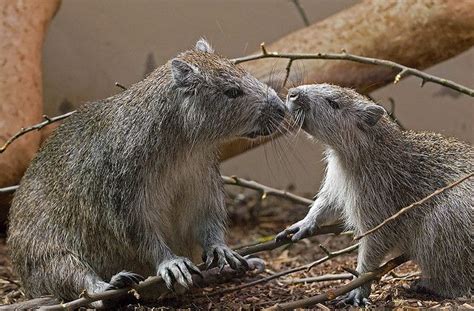 Cuban Hutia | Animal study, Animals, Cute animals