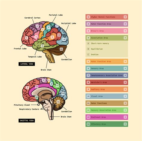 Andrei Marius - Human Brain Diagram