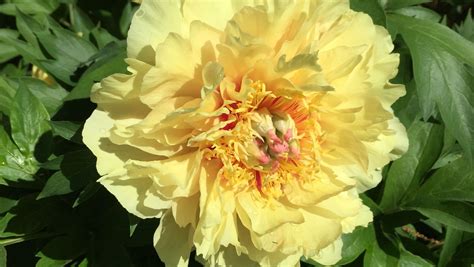 Why the Itoh peony is the ultimate garden plant