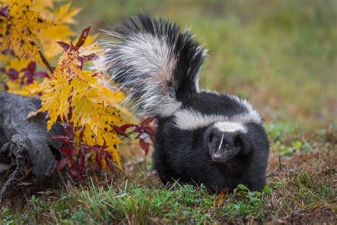 10 Key Facts About Skunks - A-Z Animals