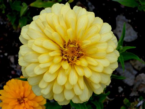 Free picture: yellow flower, zinnia flower