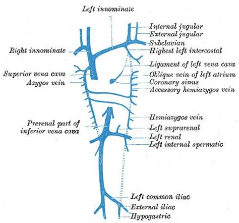 Accessory hemiazygos vein - Alchetron, the free social encyclopedia