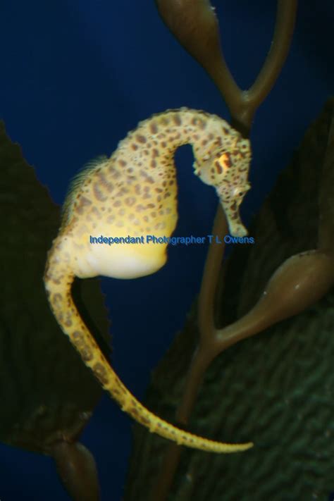 A seahorse ready to have baby's. | Personal photo, Person, Seahorse