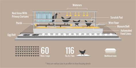 Sustainable Egg Farming - Dinners, Dishes, and Desserts